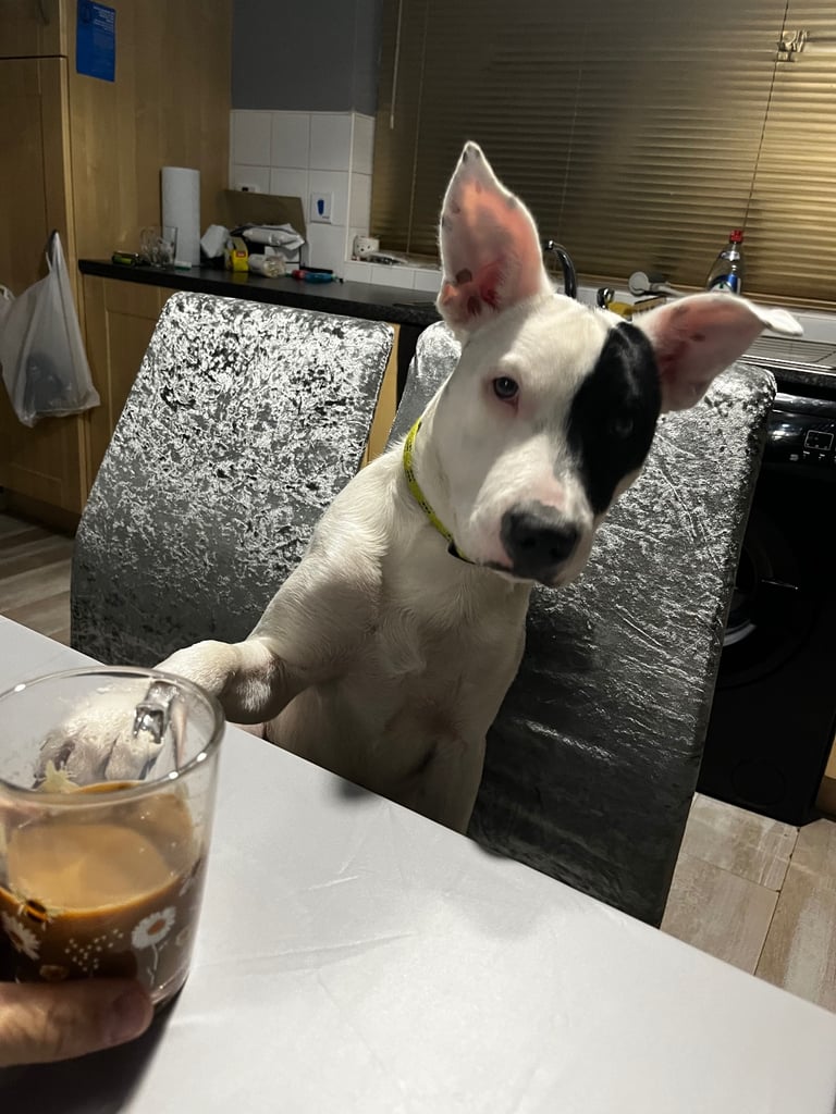 Staffy pup - needs a good home 