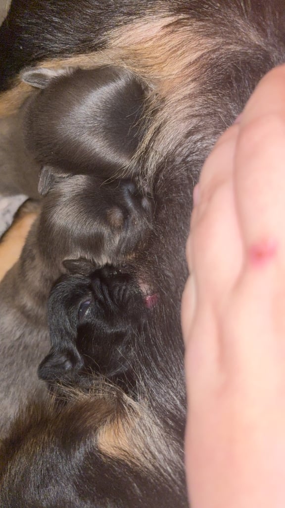 1 week old fluffy French bulldogs 