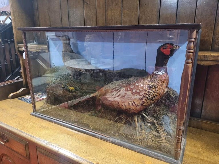 Taxidermy Pheasant and Woodcock in Glass Case.