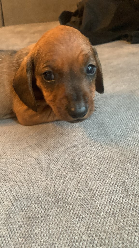 Dachshund puppies