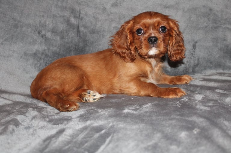 Gorgeous Cavalier King Charles Spaniel puppies