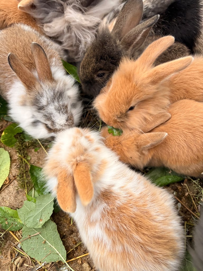 image for Rabbits