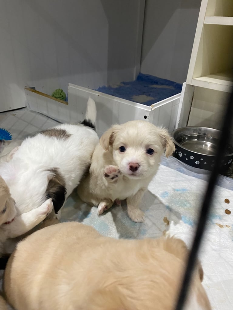 Lovely 3/4 Chihuahua puppies 