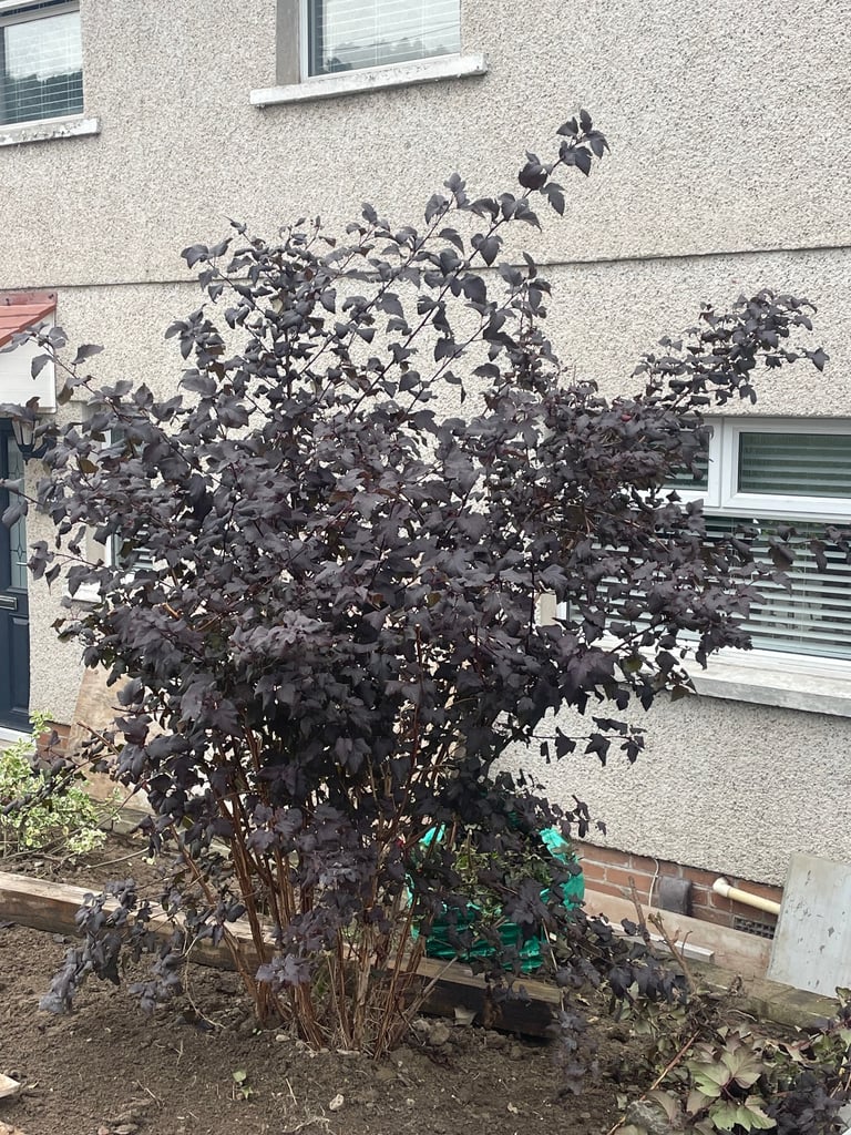 Shrub