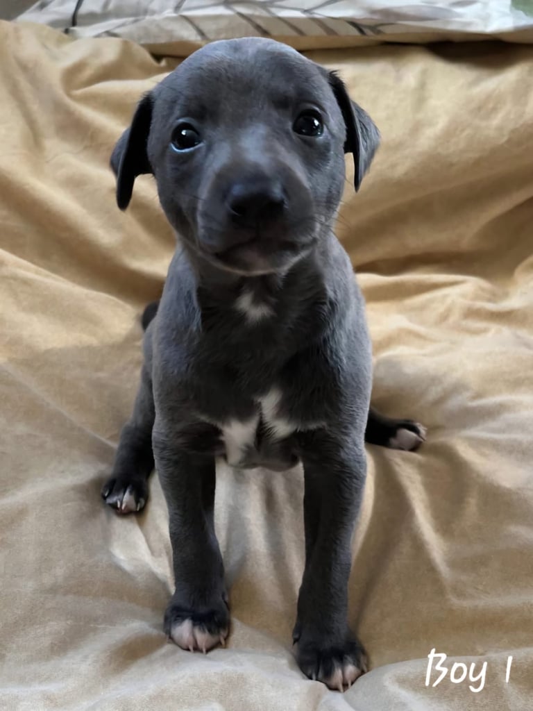 image for Whippet x Italian Greyhound 