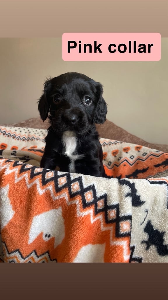 Cocker spaniel 