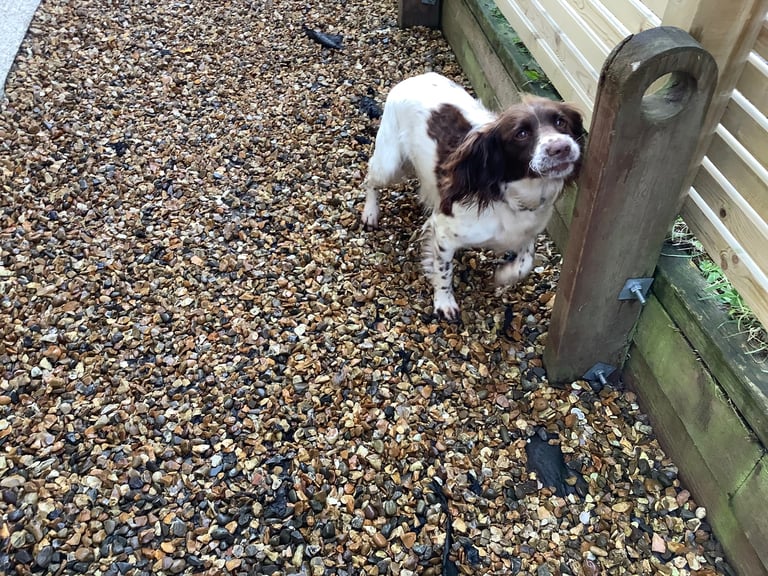 Springer Spaniel ( Girl )