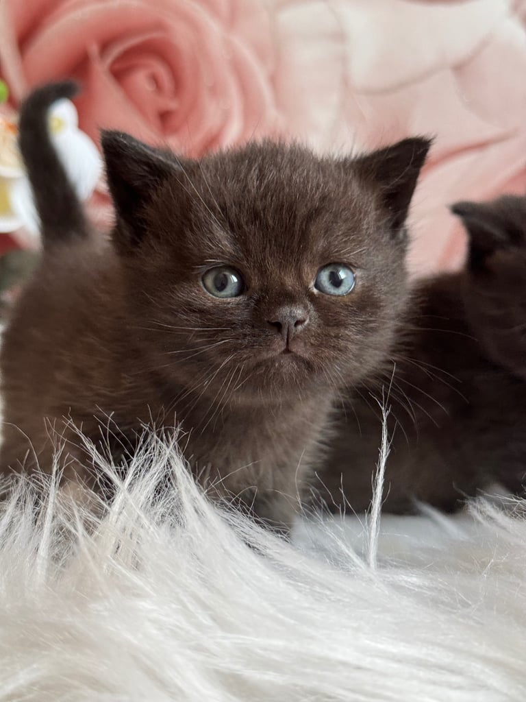 British shorthair kittens 