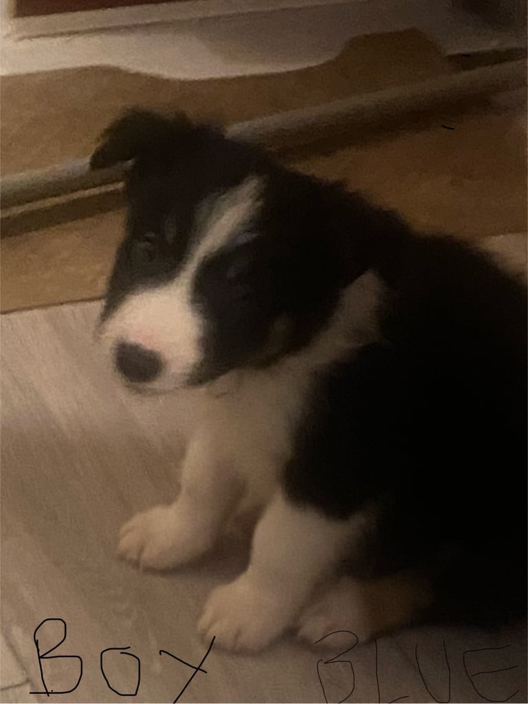 image for Gorgeous mixed litter of Border Collies NOW REDUCED !!!!!!!!!!!!!!!!!