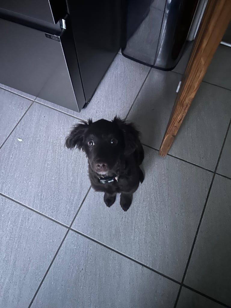 Poodle/ spaniel cross 4 months old 