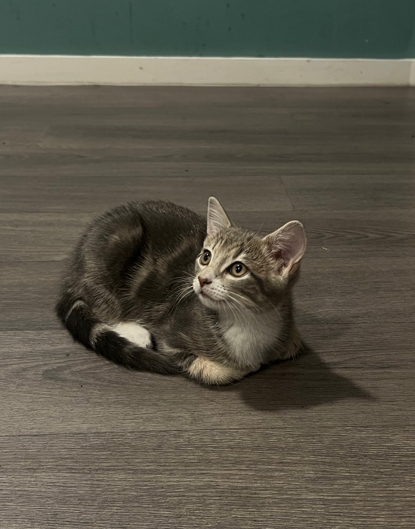 Adorable 12-Week Kitten + Food, Carrier, Toys & 20L Cat Litter – Ready Now!