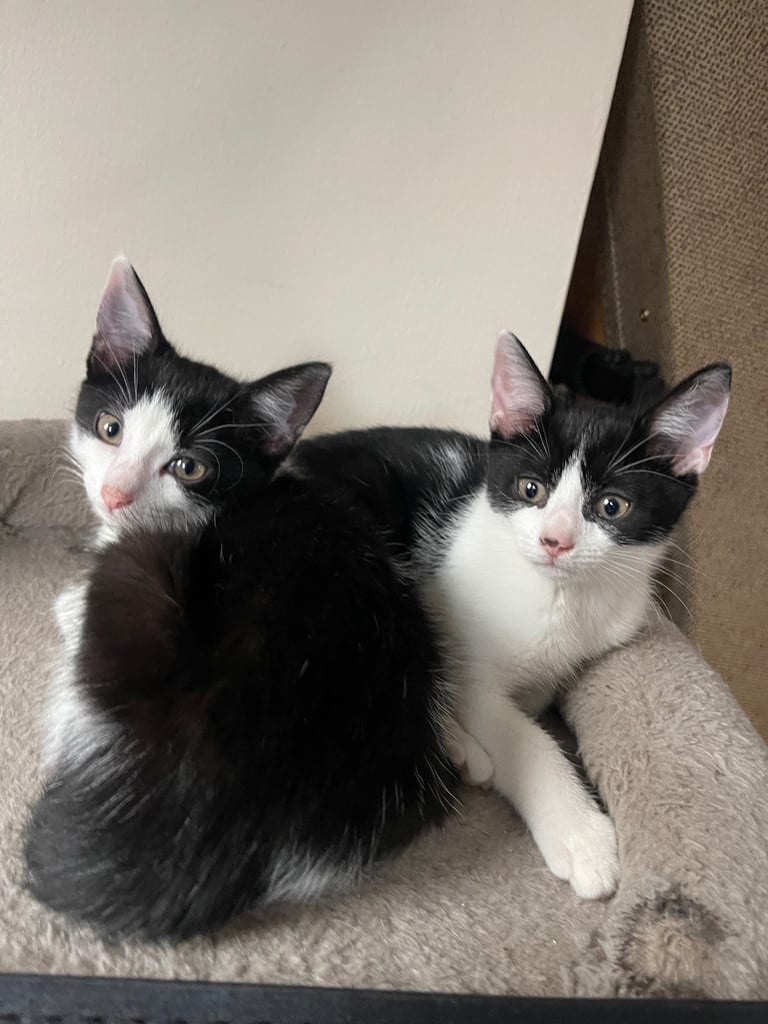 2x 12 week old female kittens need a together forever home 