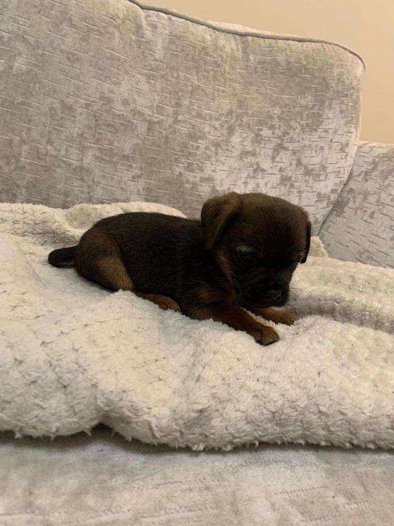Border terrier puppies 