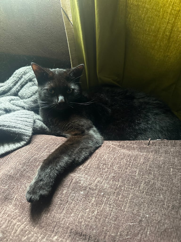 2 short haired cats urgently need rehoming
