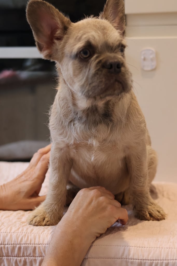 French bulldog fluffy 