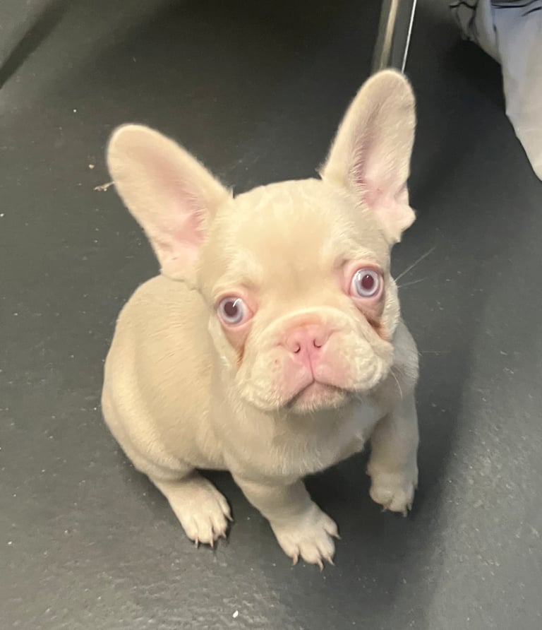 4x 9 week old French Bulldogs for sale!