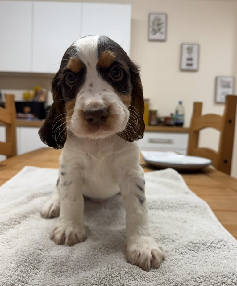 A stunning tri coloured sprocker spainel boy ready to go boy on Friday 7th November