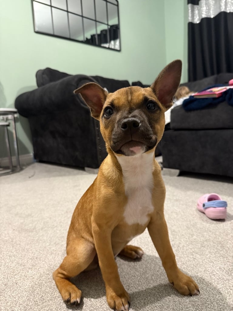 image for Staffy cross puppy