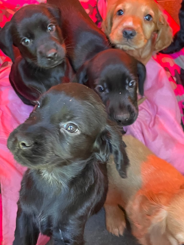 Beautiful cockerdour puppies 
