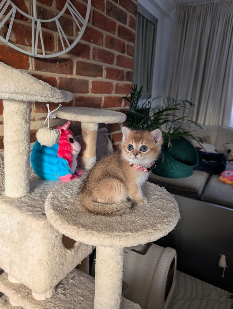 Gold British Shorthair kittens