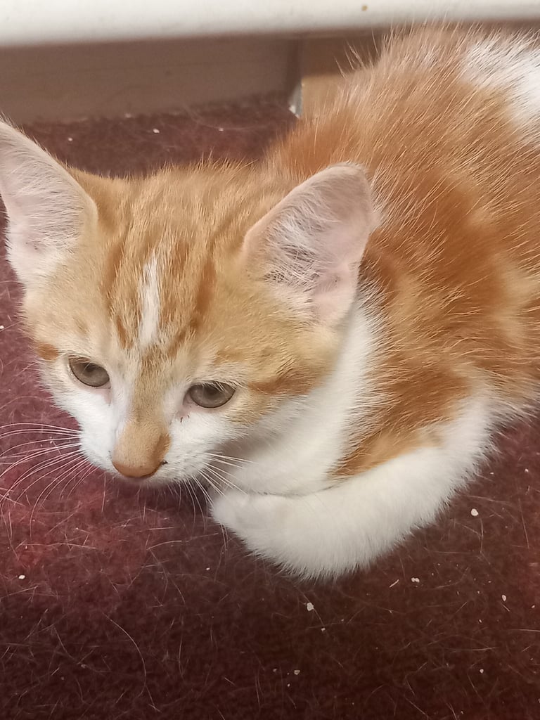 4 very beautiful,  adorable,  cute kittens for sale