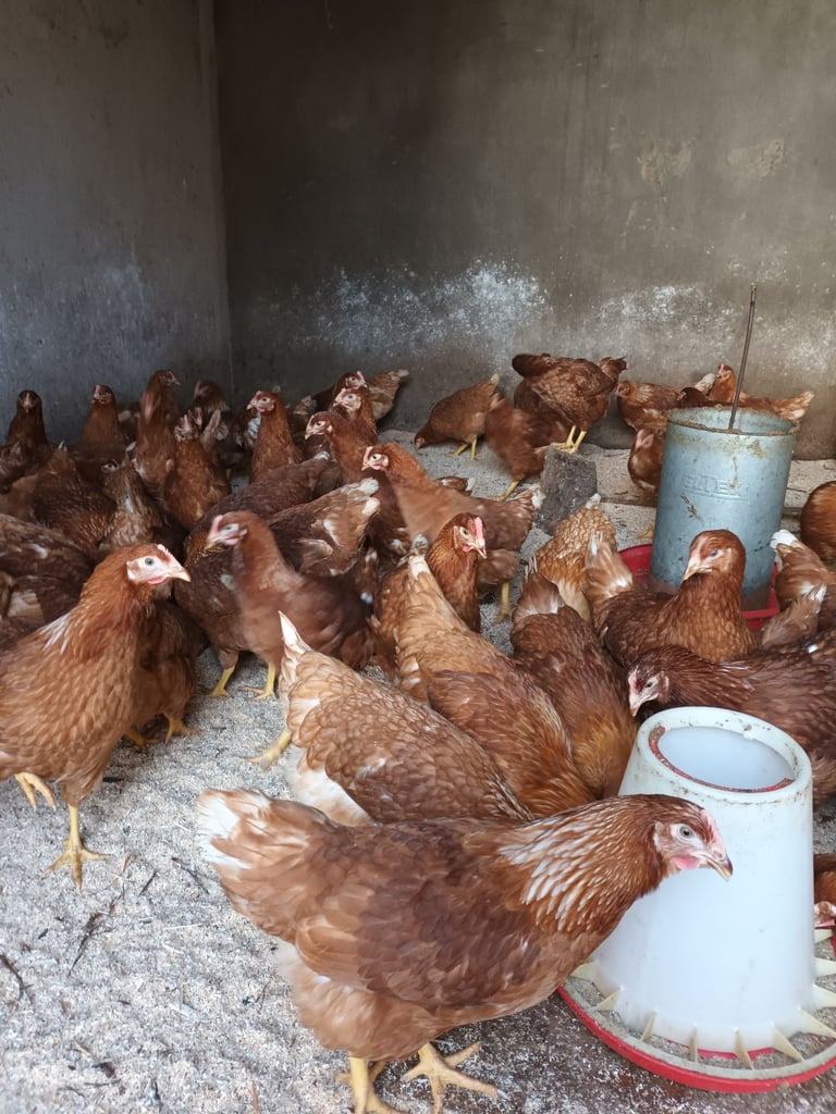 Pullets for sale chickens poultry hens coops arks