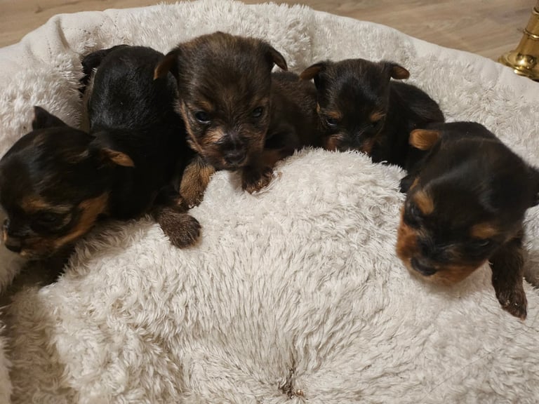 image for Yorshire terrier puppys for sale 