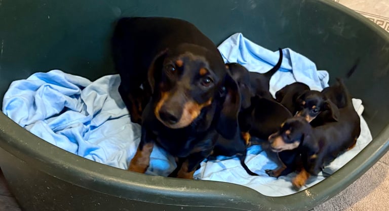 Miniature dauchund pupsREADY NOW