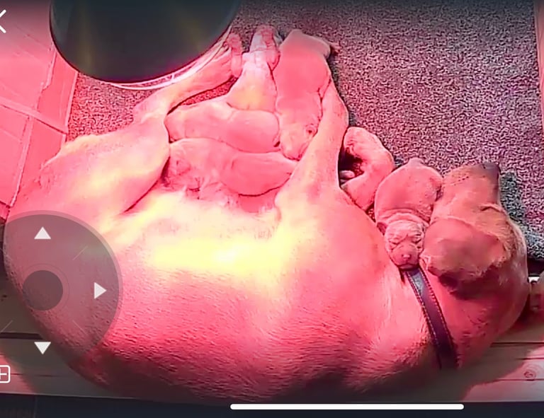 Kc fox red Labrador puppies ready 1 week 