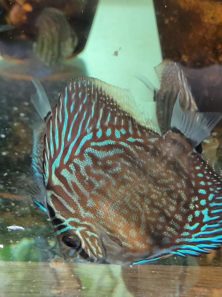  Discus / Guppies/Platties tropical fish