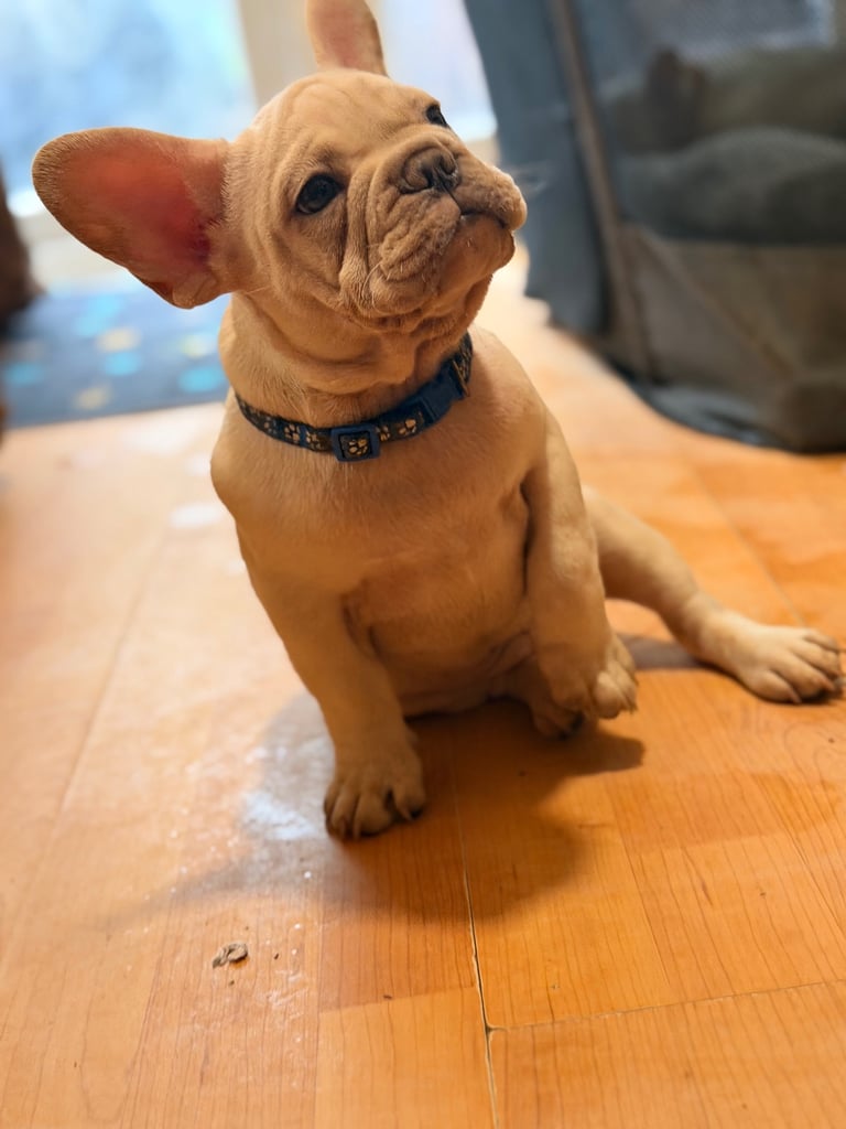 Beautiful White Frenchies READY NOW