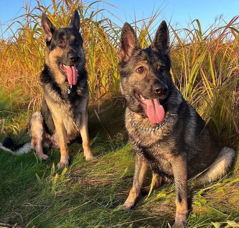 Stunning German Shepard Litter, Only 5 Girls Left!