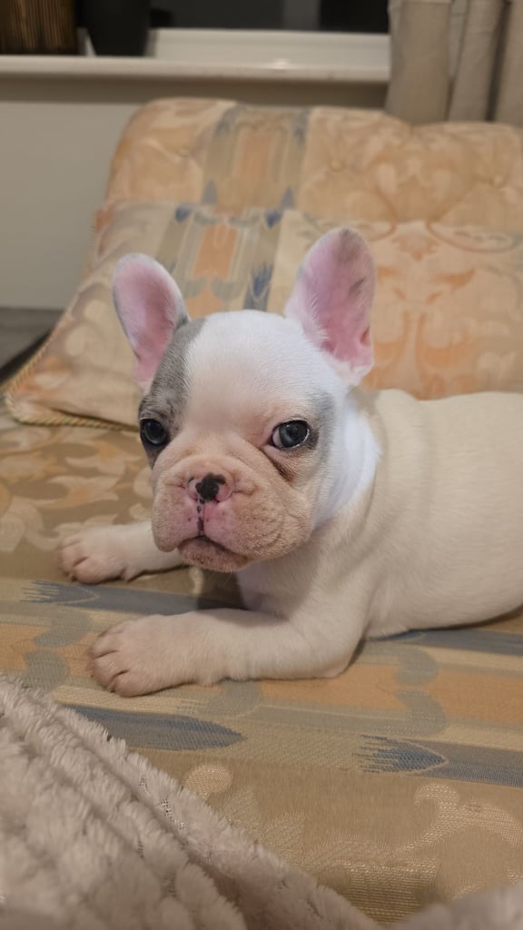 French Bulldog Puppy