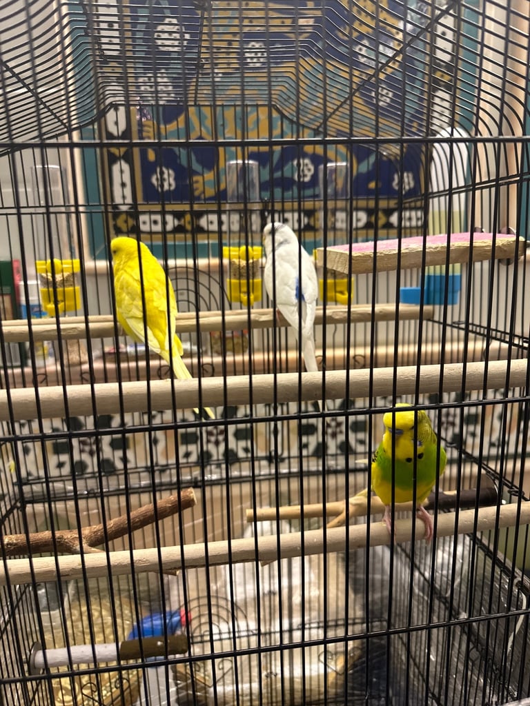 Three beautiful budgies FULL PACKAGE with big cage 