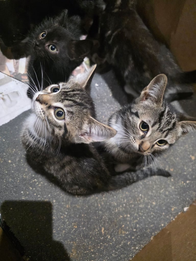 Kittens for sale 