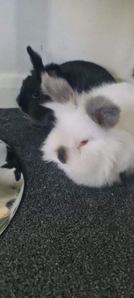 2 female rabbits 