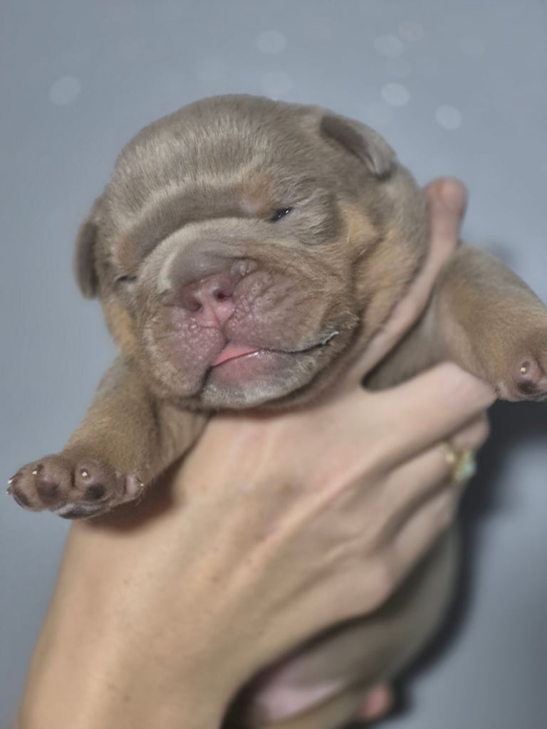 Beautiful Rainbow Litter Of New English Bulldog 