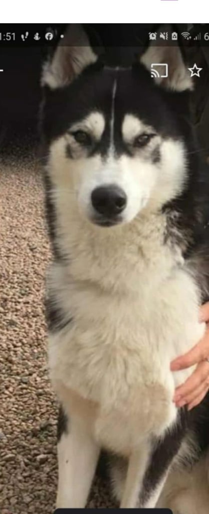 Loving Home Wanted for My Husky – 6 Years Old, Gentle and Friendly