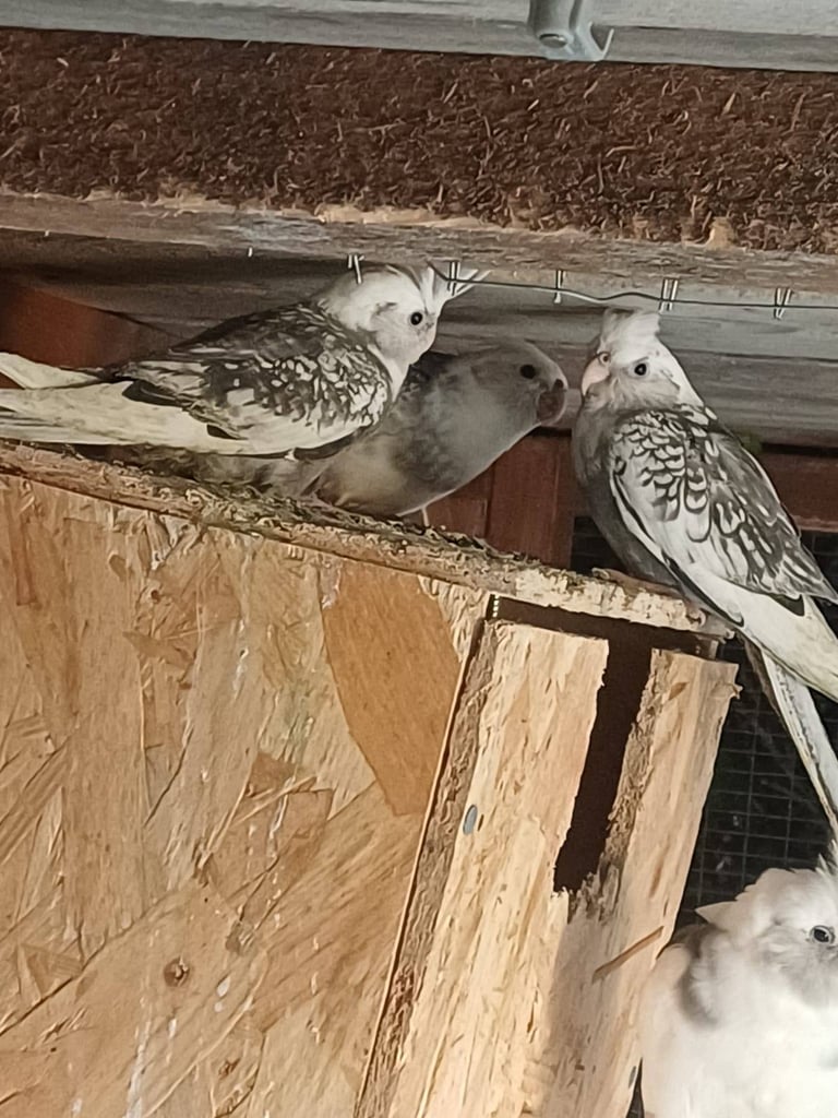 Cockatiels and rainbow budgies
