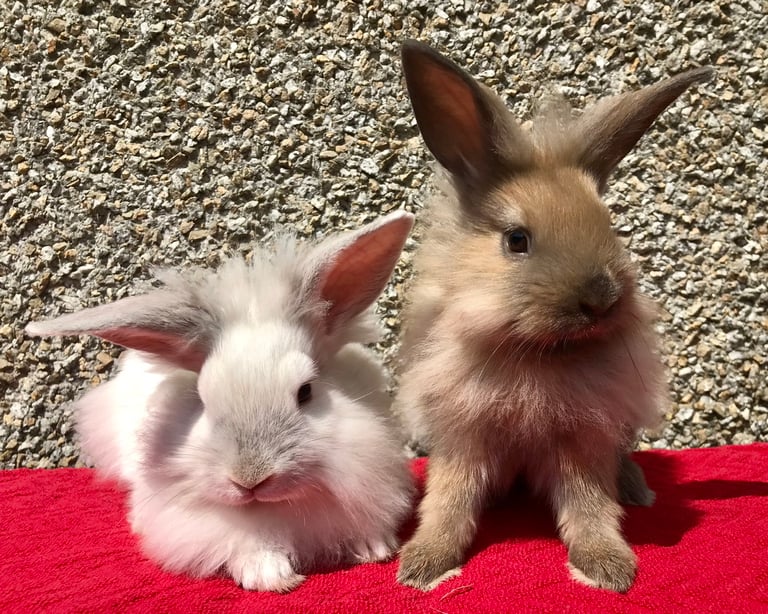 Ready Now 2 Bonded Male Lionhead X Baby Bunny Rabbits 8 Weeks Old