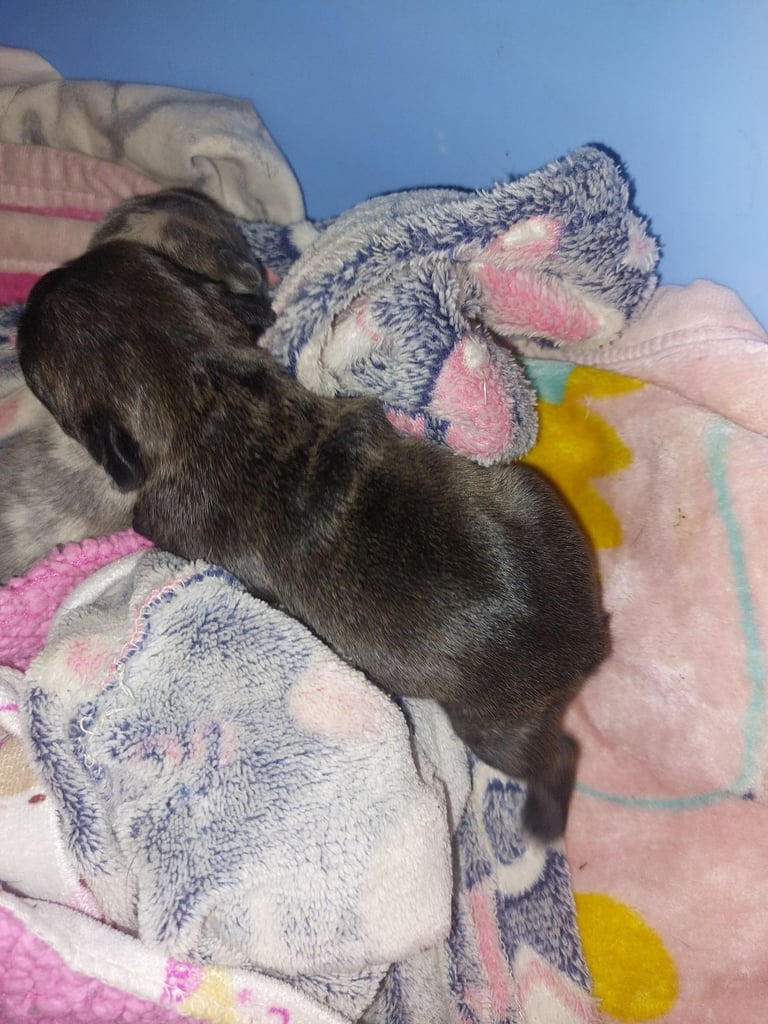 2 female french bulldog puppies merle 