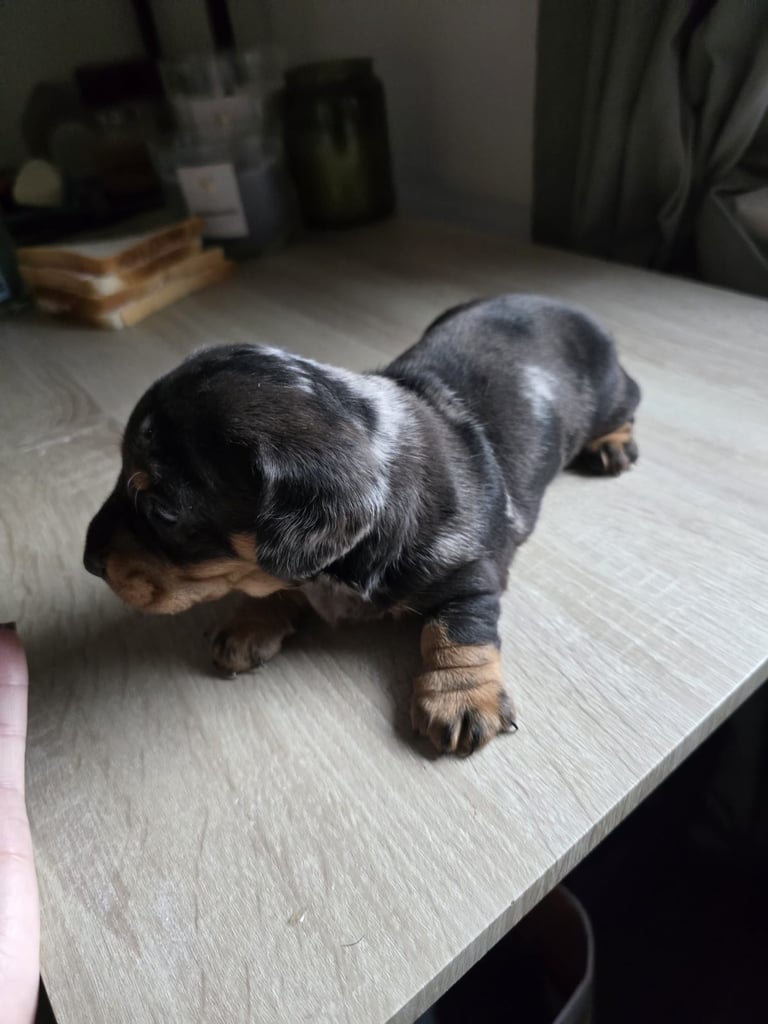 Miniature dachshund puppies