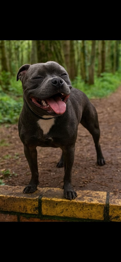 Beautiful Blue staffy puppies, KC registered ready to leave
