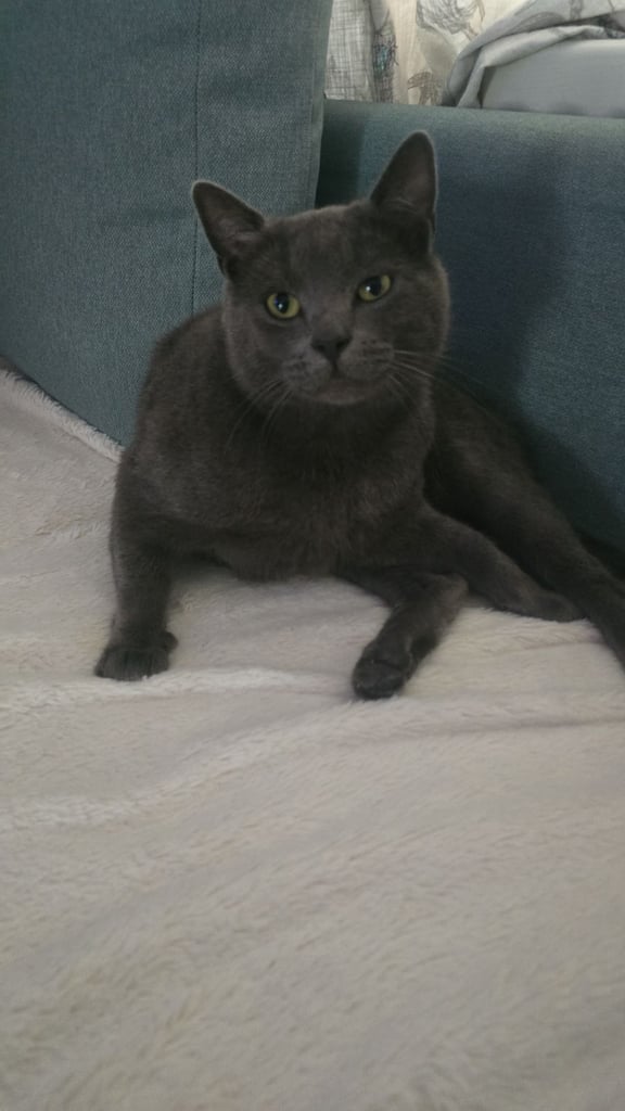 image for Kitten female ready to.go