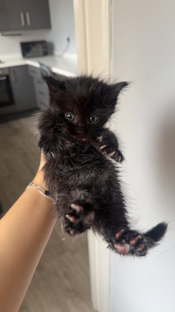 Fluffy kittens 