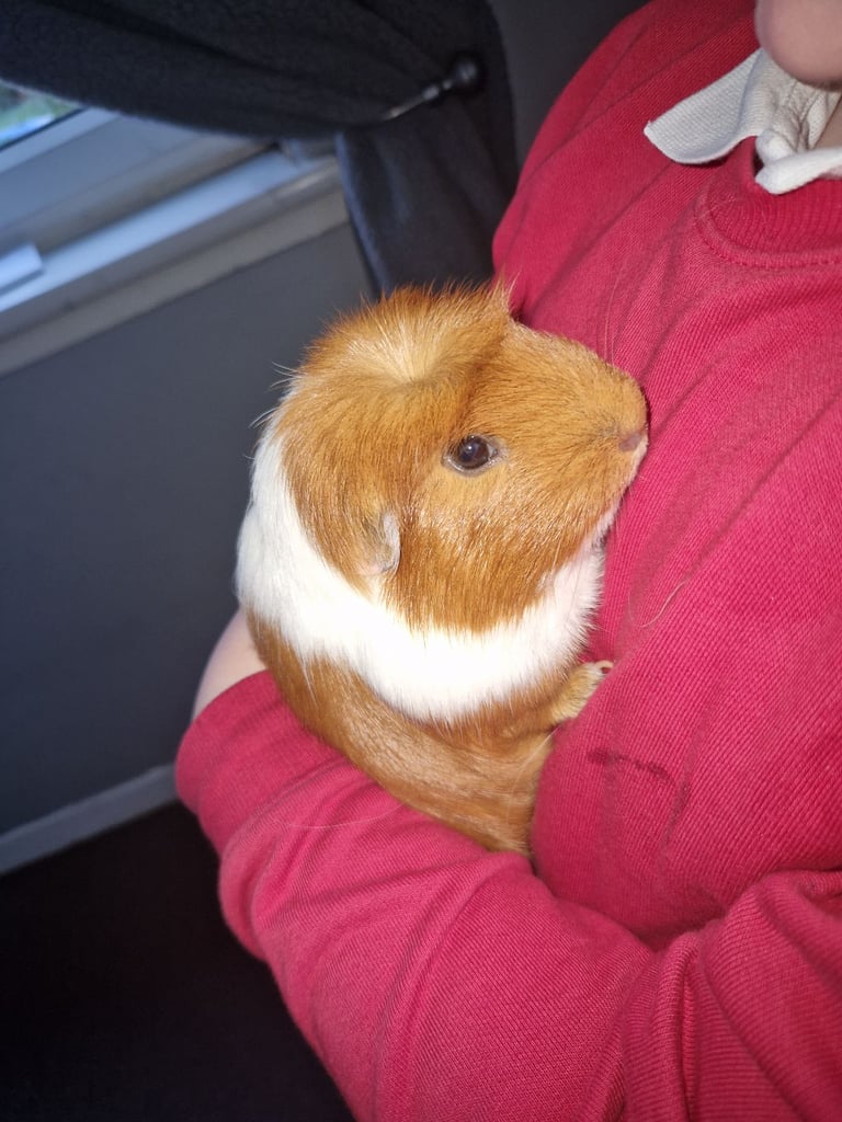 2 male guinnea pigs