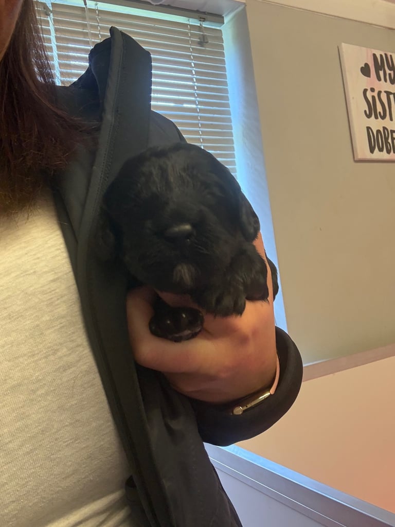 Sproodle puppies F1 - 2 boys 2 Girls remaining 