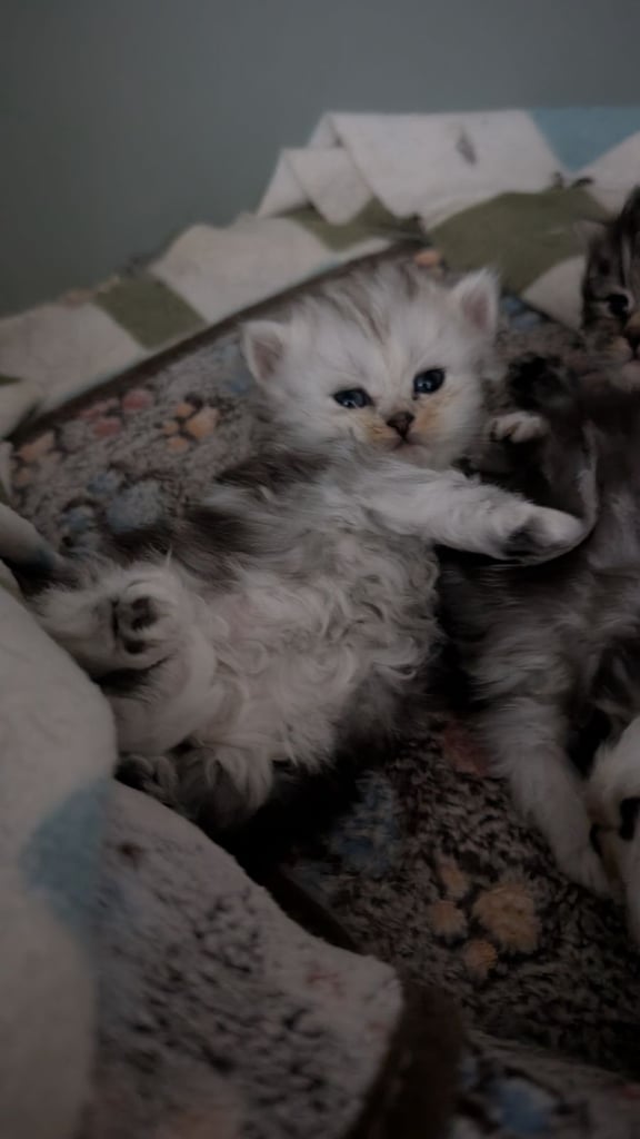 Persian chinchilla kittens 