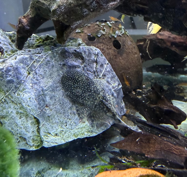 Baby bristlenose plecosotmus for sale