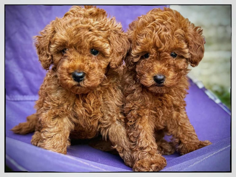 image for Toy Poodle puppies for sale